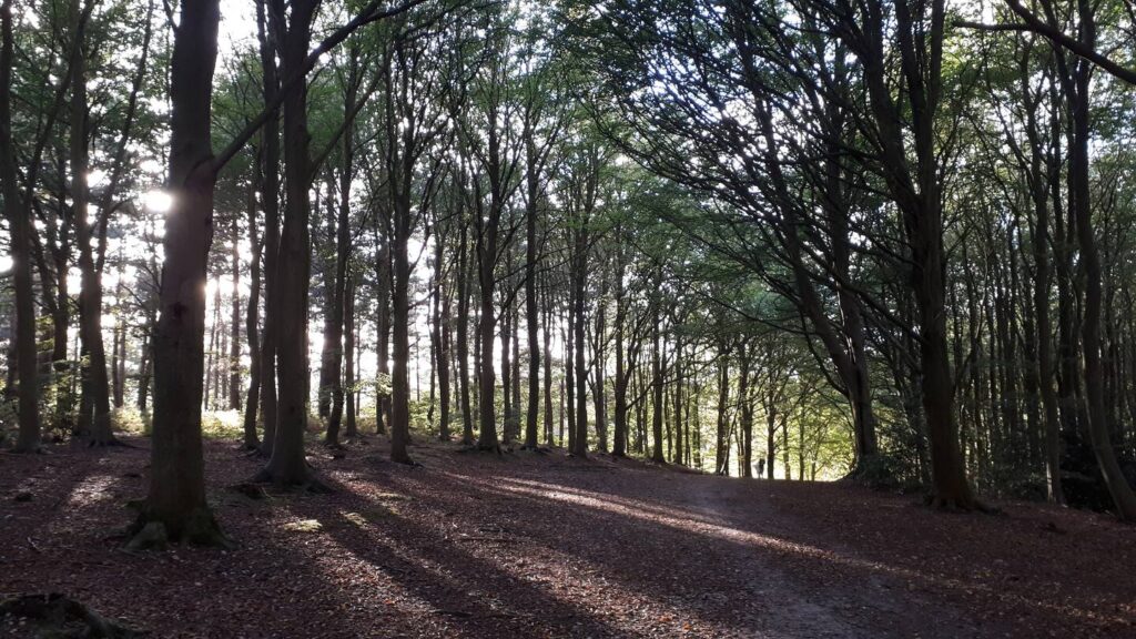 Beautiful Bacton woods