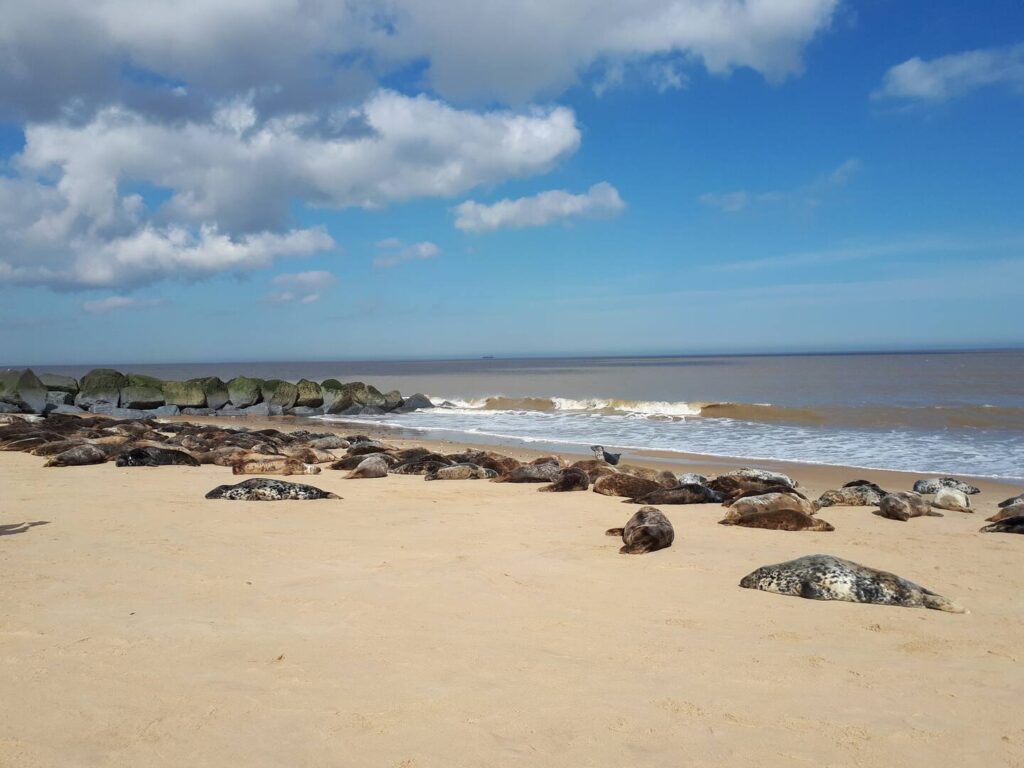 Spring sunbathing seals at Horsey